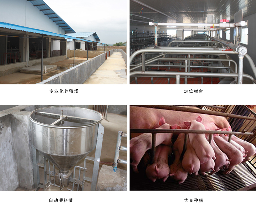 广西91短视频在线观看农牧集团